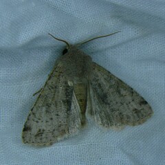 Orthosia incerta