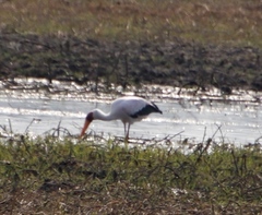 Mycteria ibis