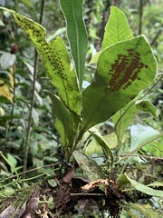 Niphidium crassifolium