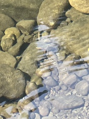 Actinopterygii