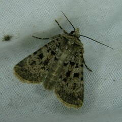 Chersotis multangula