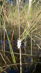 Pomacea paludosa