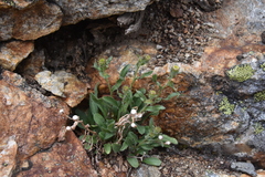 Erigeron acris