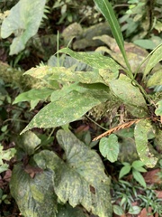 Niphidium crassifolium