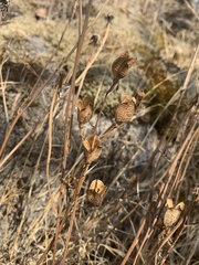Camassia quamash