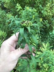 Rhopalomyia capitata