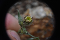 Erigeron acris