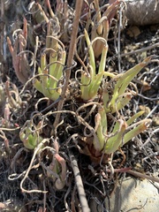 Dudleya edulis