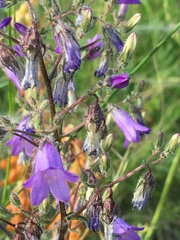 Campanula sibirica