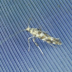 Gracillaria syringella