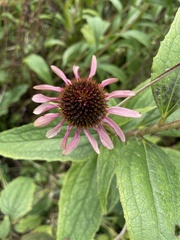 Echinacea purpurea