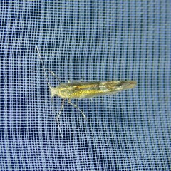Argyresthia goedartella