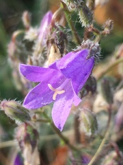 Campanula sibirica