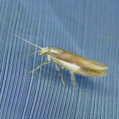 Ypsolopha parenthesella