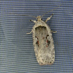Agonopterix ocellana