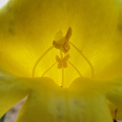 Adenocalymma calcareum