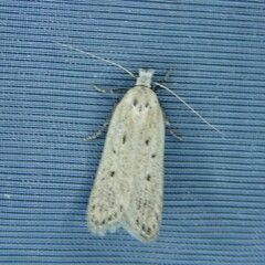 Nothris verbascella