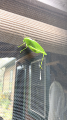 Amblycorypha oblongifolia