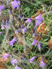 Campanula sibirica