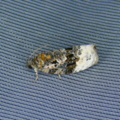 Apotomis betuletana