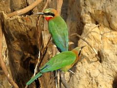 Merops bullockoides