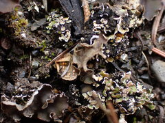 Illosporium carneum