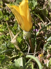 Romulea
