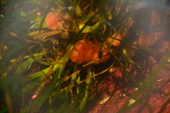 Aplidium californicum