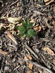 Hydrophyllum virginianum