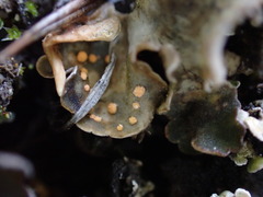 Illosporium carneum