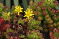 Sedum × rubrotinctum