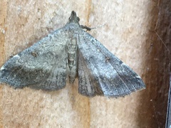 Tetanolita palligera