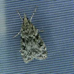 Eudonia truncicolella