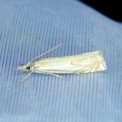 Crambus lathoniellus