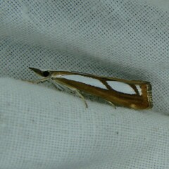 Catoptria myella