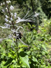 Xylocopa virginica virginica