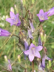 Campanula sibirica