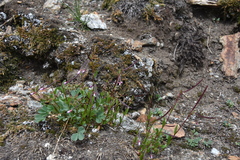 Epilobium anagallidifolium