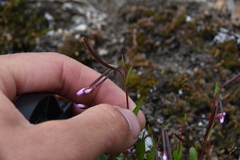 Epilobium anagallidifolium