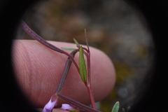 Epilobium anagallidifolium