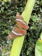 Anartia fatima