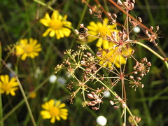 Oenantheae