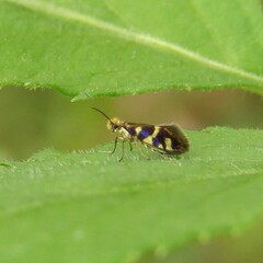 Micropterix schaefferi