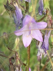 Campanula sibirica