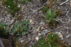 Luzula spicata