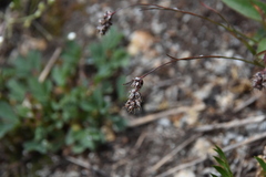 Luzula spicata