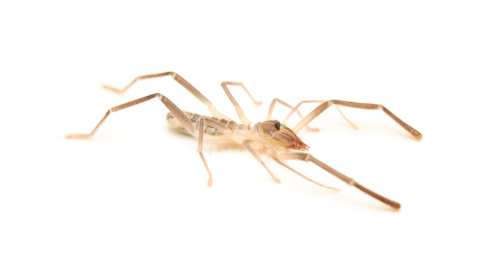Eremochelis cochiseae