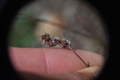 Luzula spicata