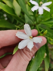 Scaevola chamissoniana