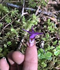 Calypso bulbosa occidentalis